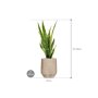 Sansevieria trifasciata 'Laurentii' in Mineral afmeting